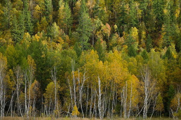 Forest including birch