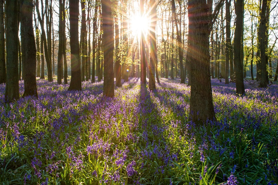 Bluebell wood