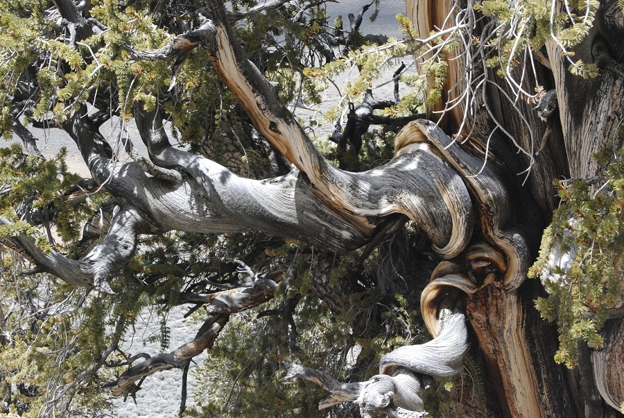 Bristlecone Pine