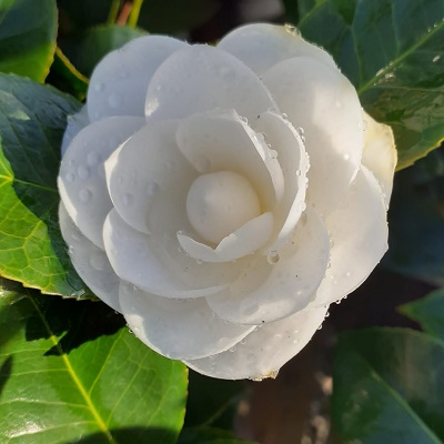 Camellia Perfect White
