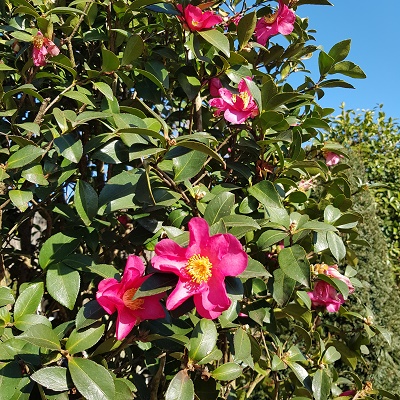 Camellia Kanjiro