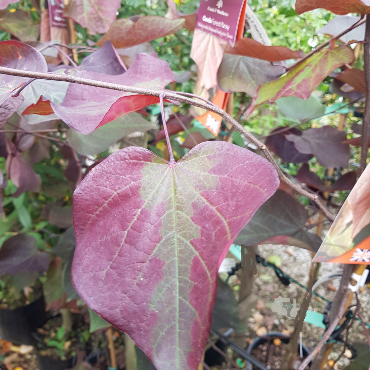 Cercis Forest Pansy