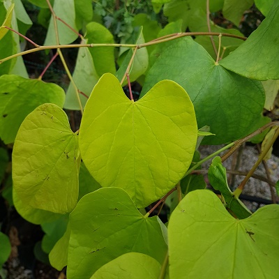 Cercis Hearts of Gold