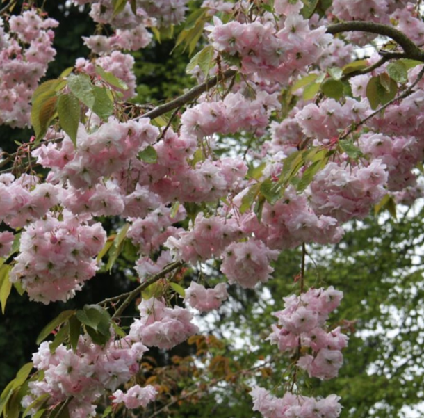 Cheals weeping cherry