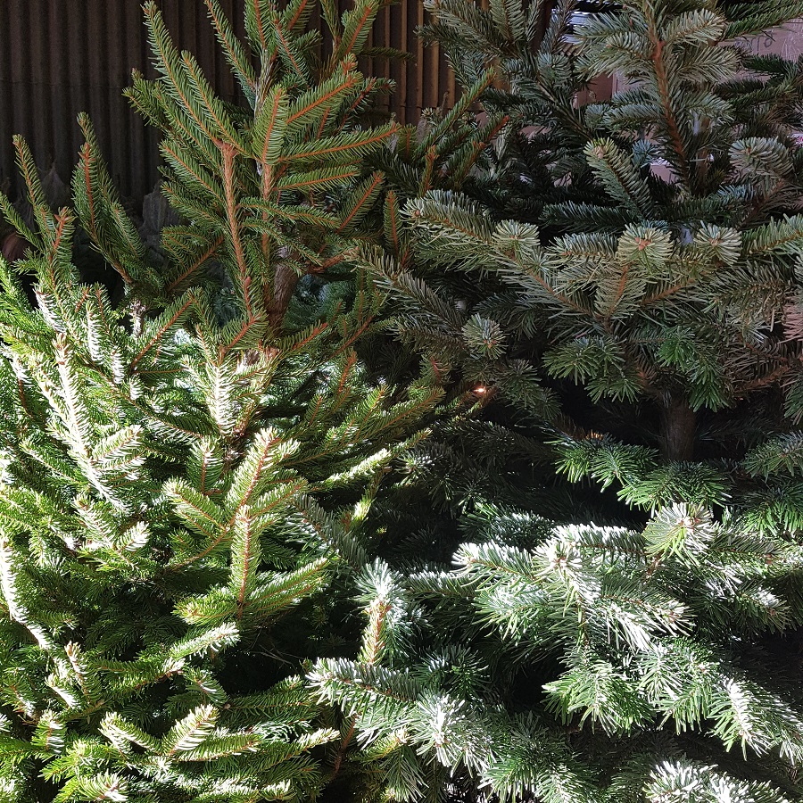 Christmas trees for sale in East Sussex 2023