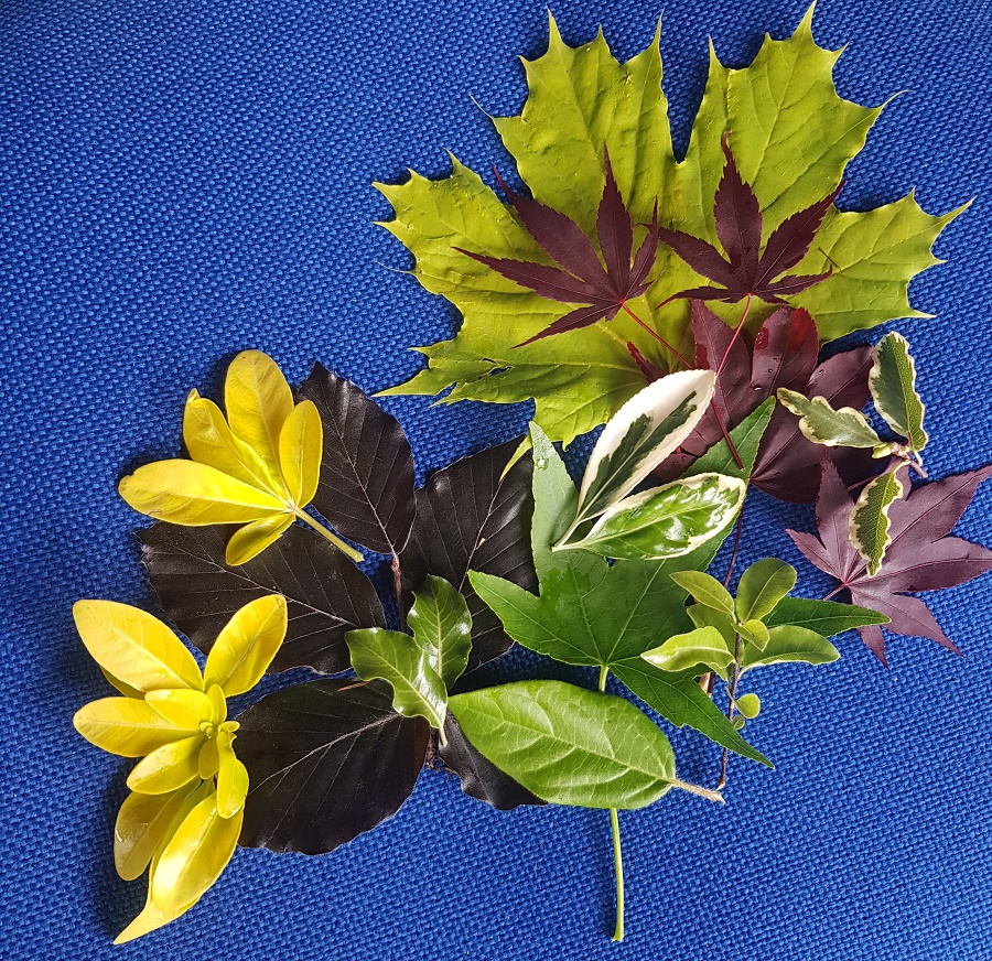 red leaves, yellow leaves, tree and shrub leaves