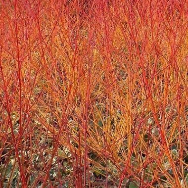 Cornus Anny's Winter Orange for stem colour