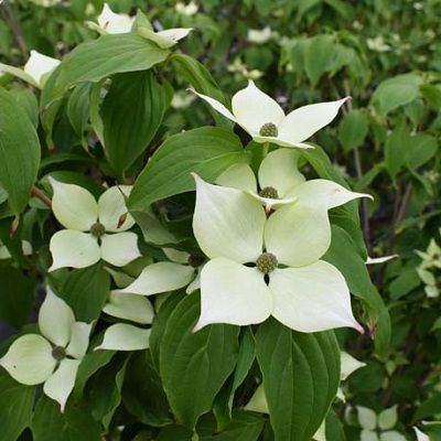 Cornus kousa