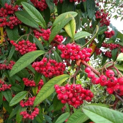 Cotoneaster cornubia