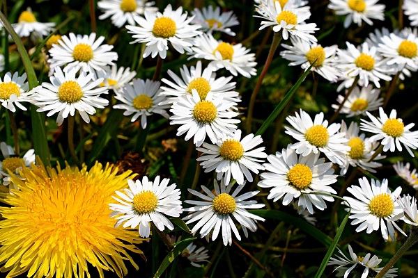 Dandelions and daisies have their own appeal