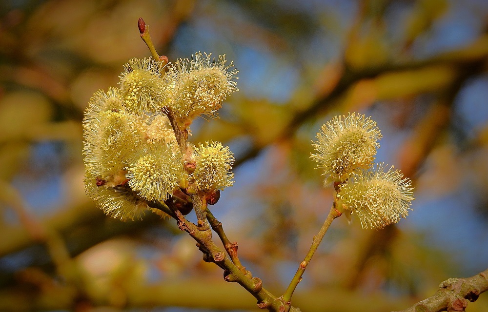 Willow catkins English Woodlands