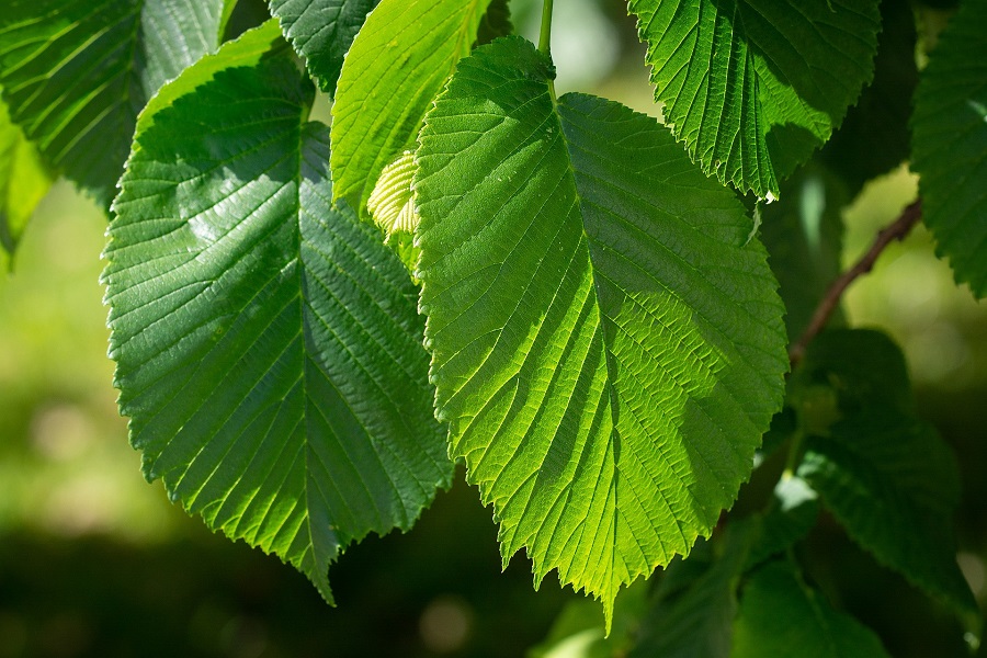 English Elm tree foliage