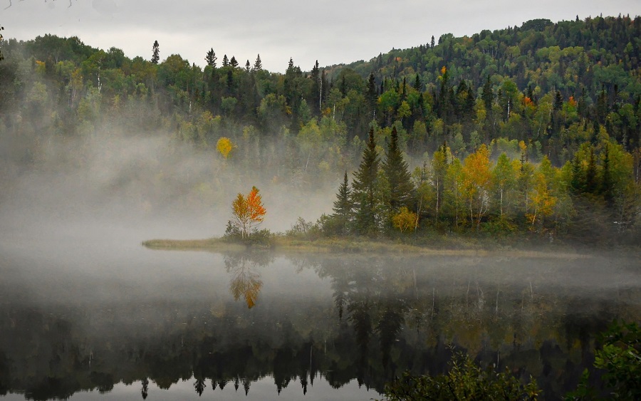 Misty Forest