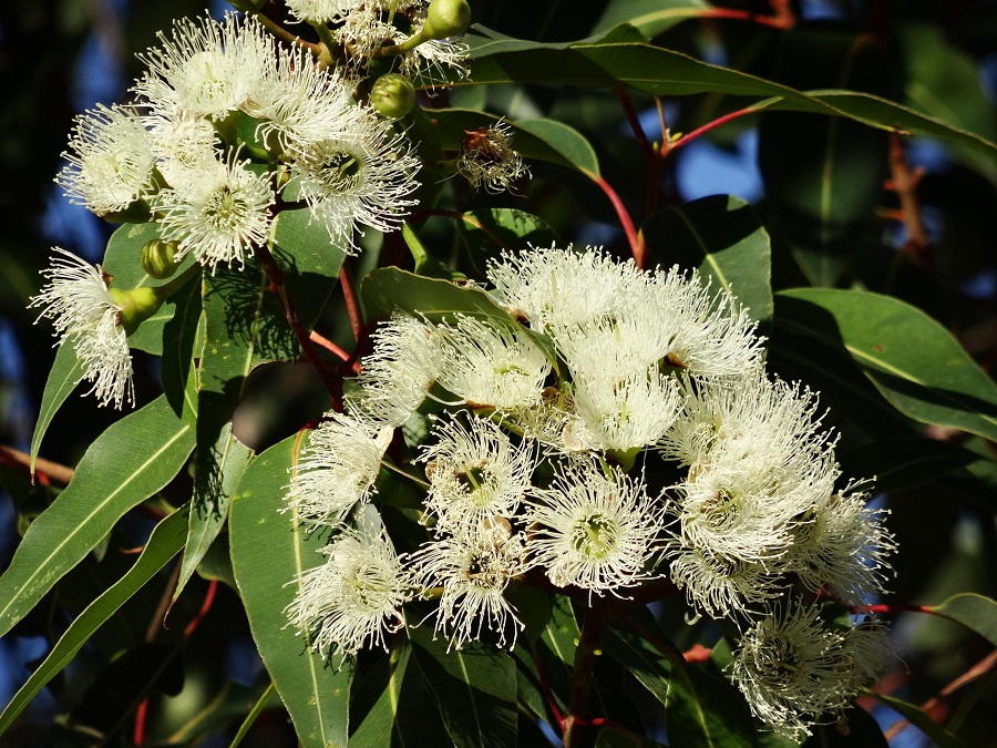 Eucalyptus in flower