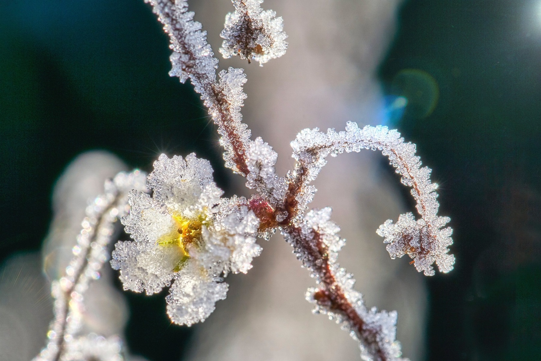 Frost on blossom