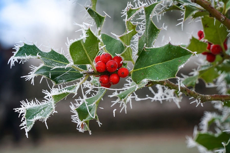 frost on holly