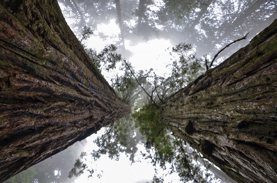 Giant Redwood trees