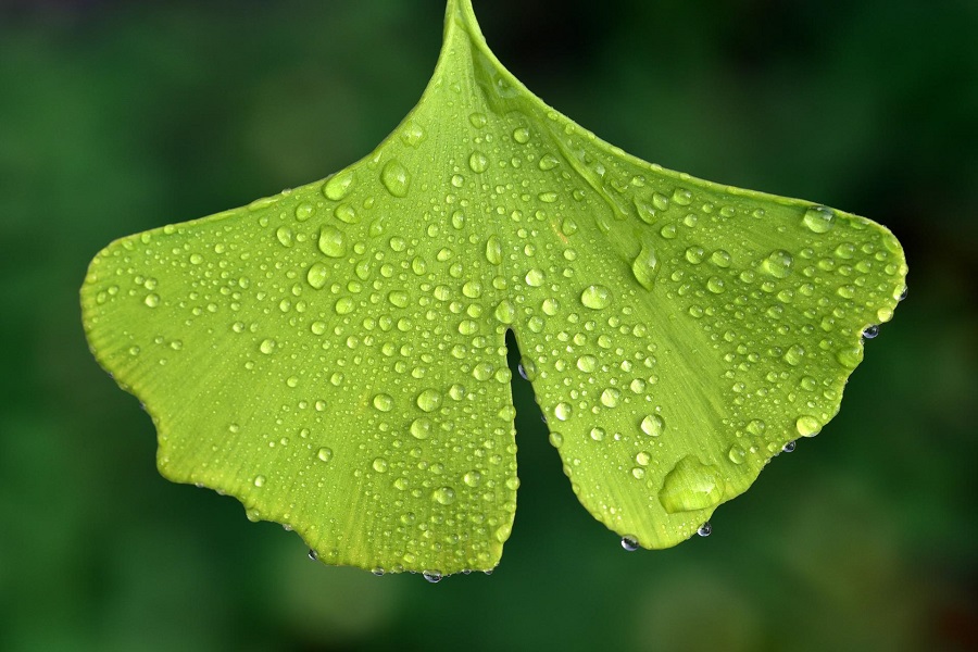 Ginkgo biloba leaf