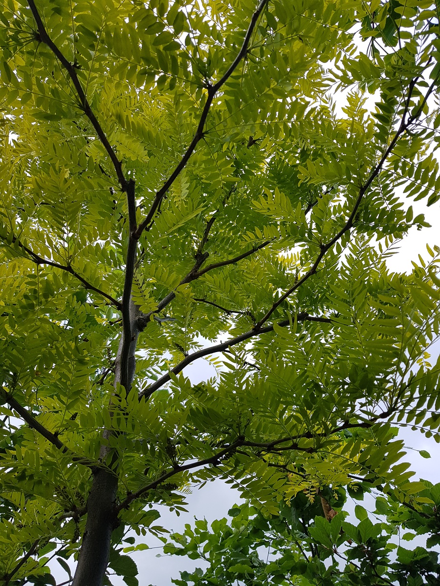 Gleditsia triacanthos 'Sunburst'