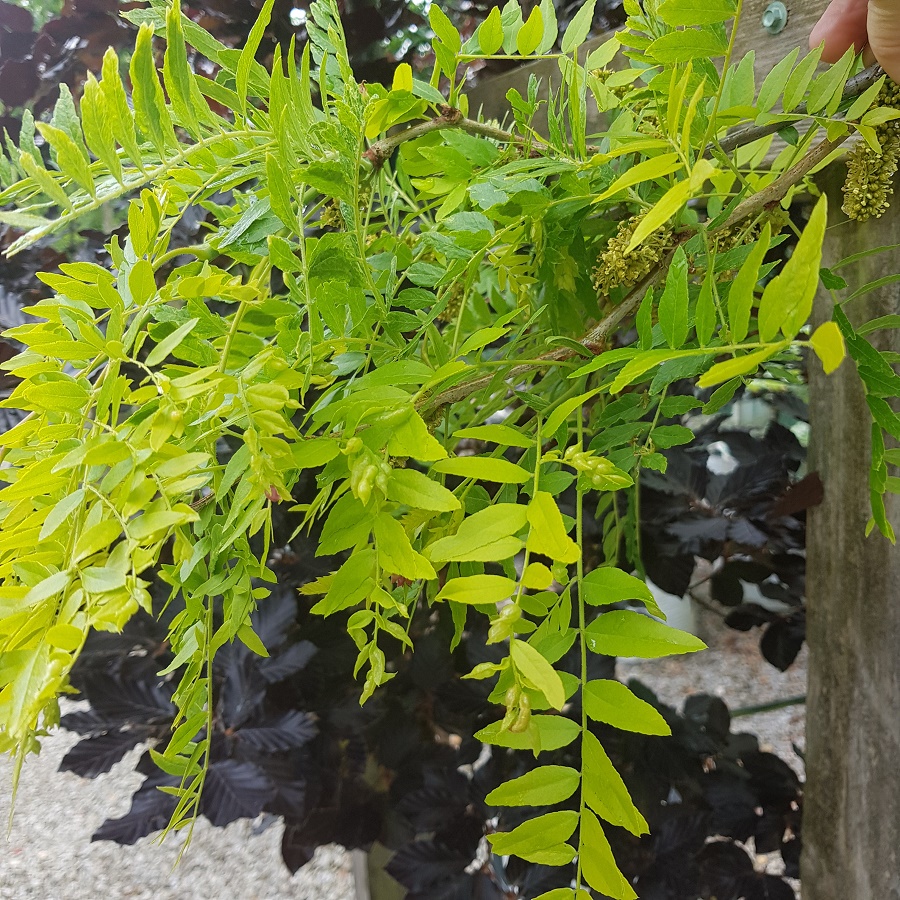 Gleditsia Sunburst