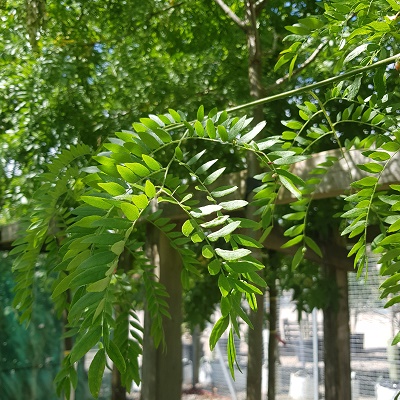 Gleditsia triacanthos Skyline