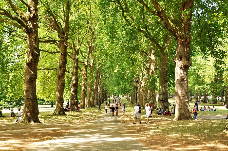Green Park London Plane trees