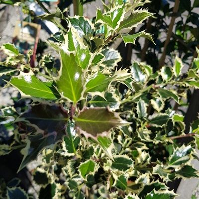 Holly trees for sale from English Woodlands