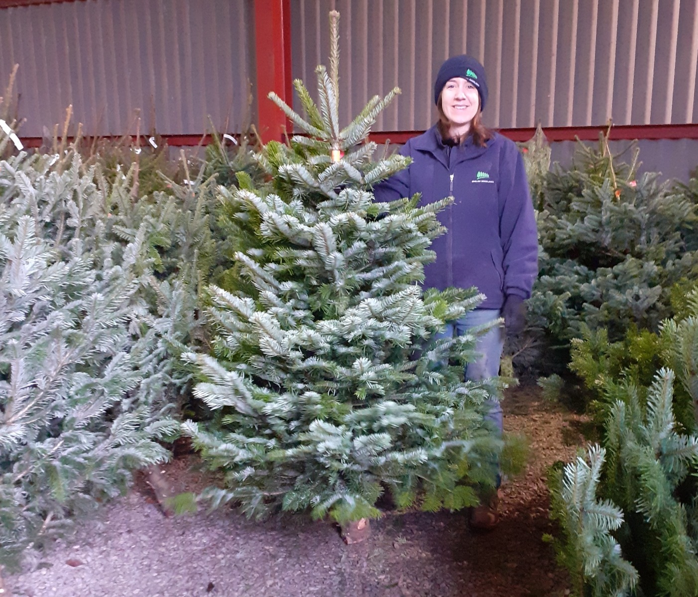 Christmas trees for sale