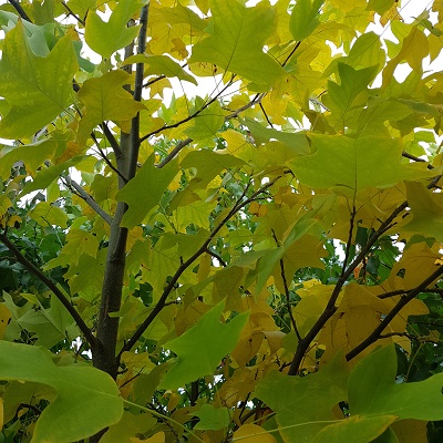 Liriodendron in October