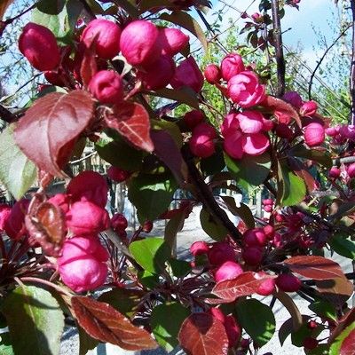 Malus Rudolph