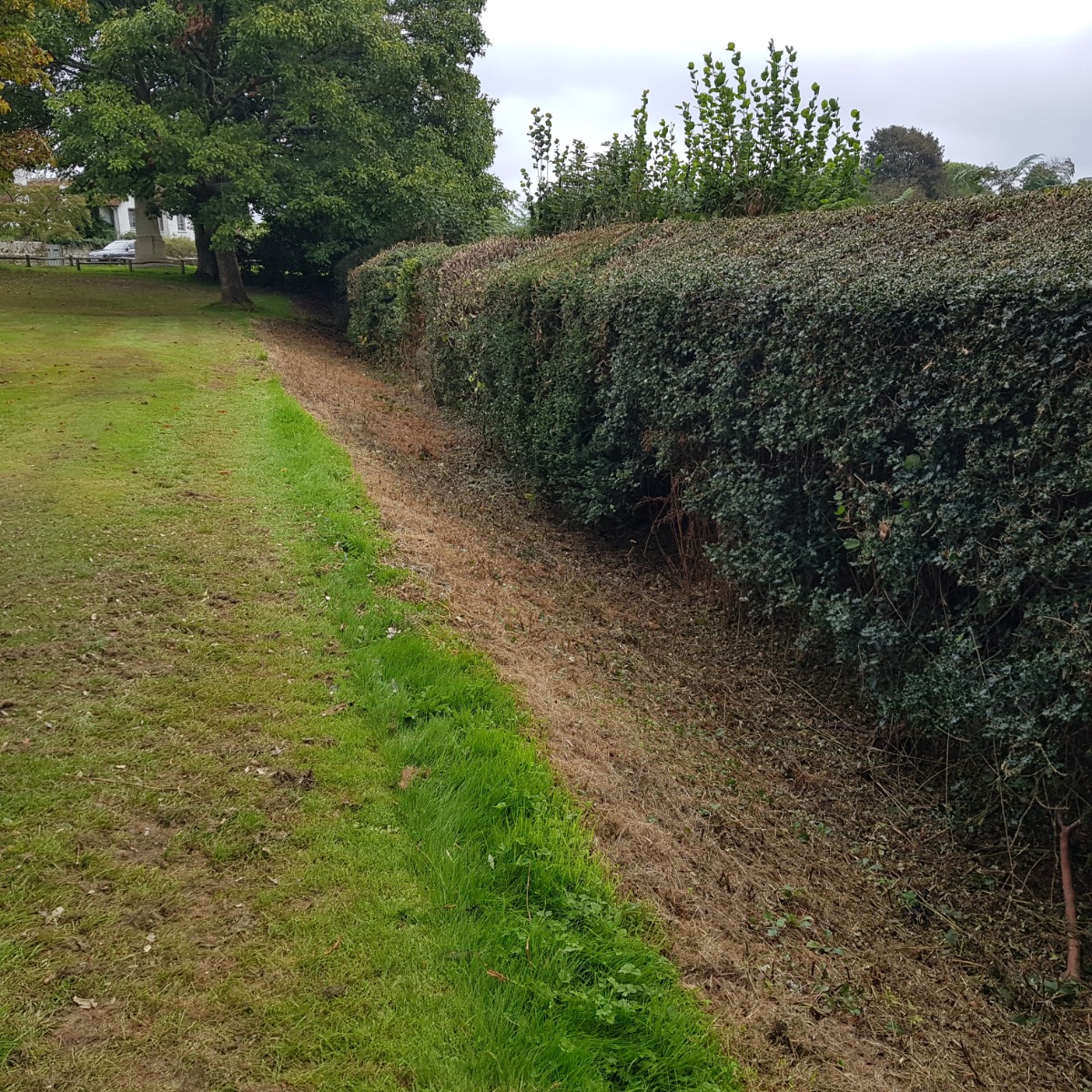 mature hedge