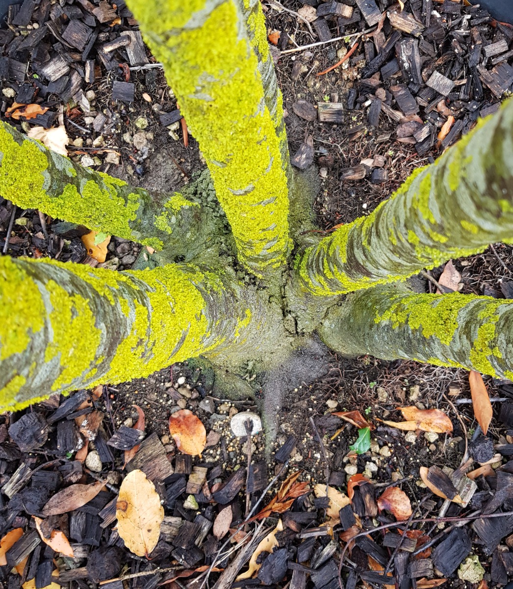 Much using bark chippings