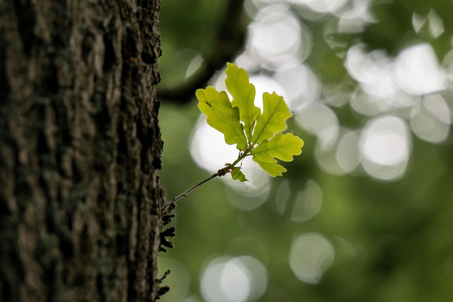 Mature oak tree