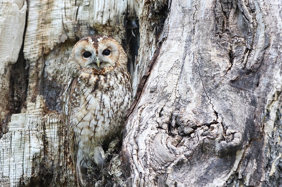 Owl on tree, camouflage