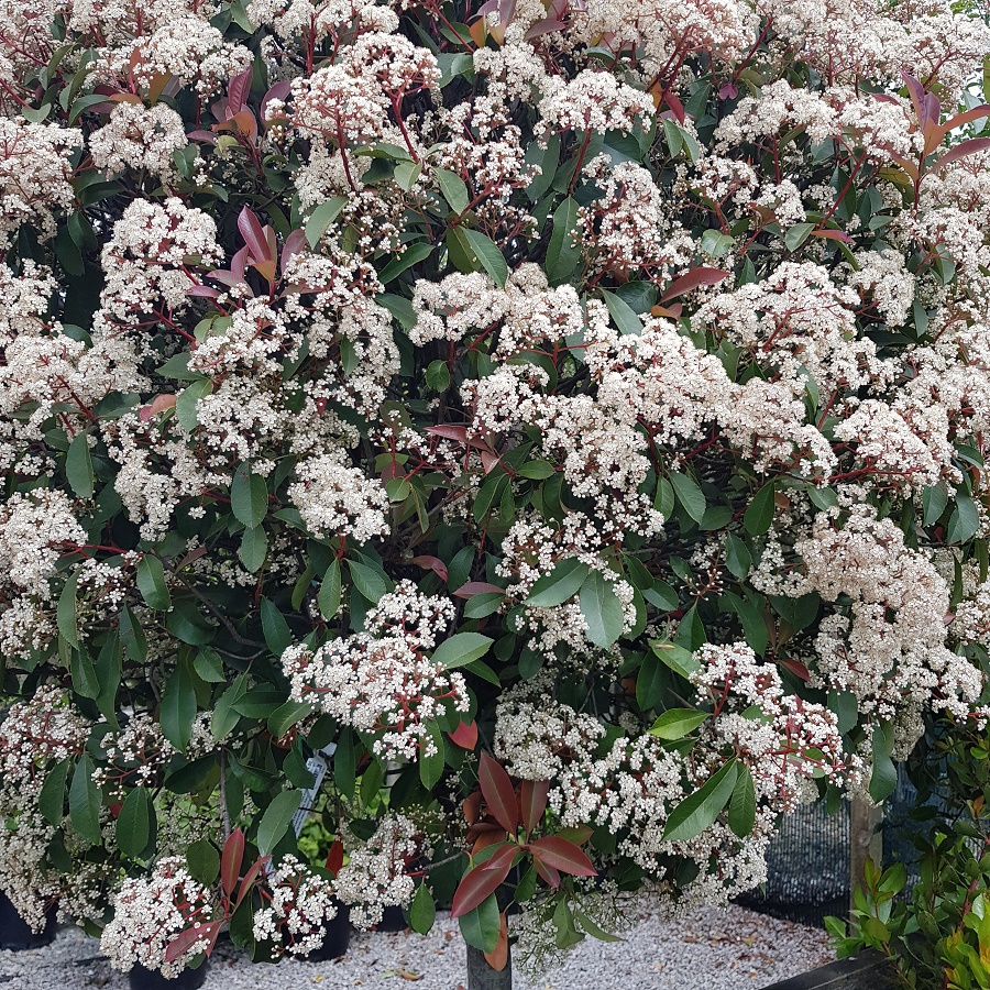 Photinia Red Robin