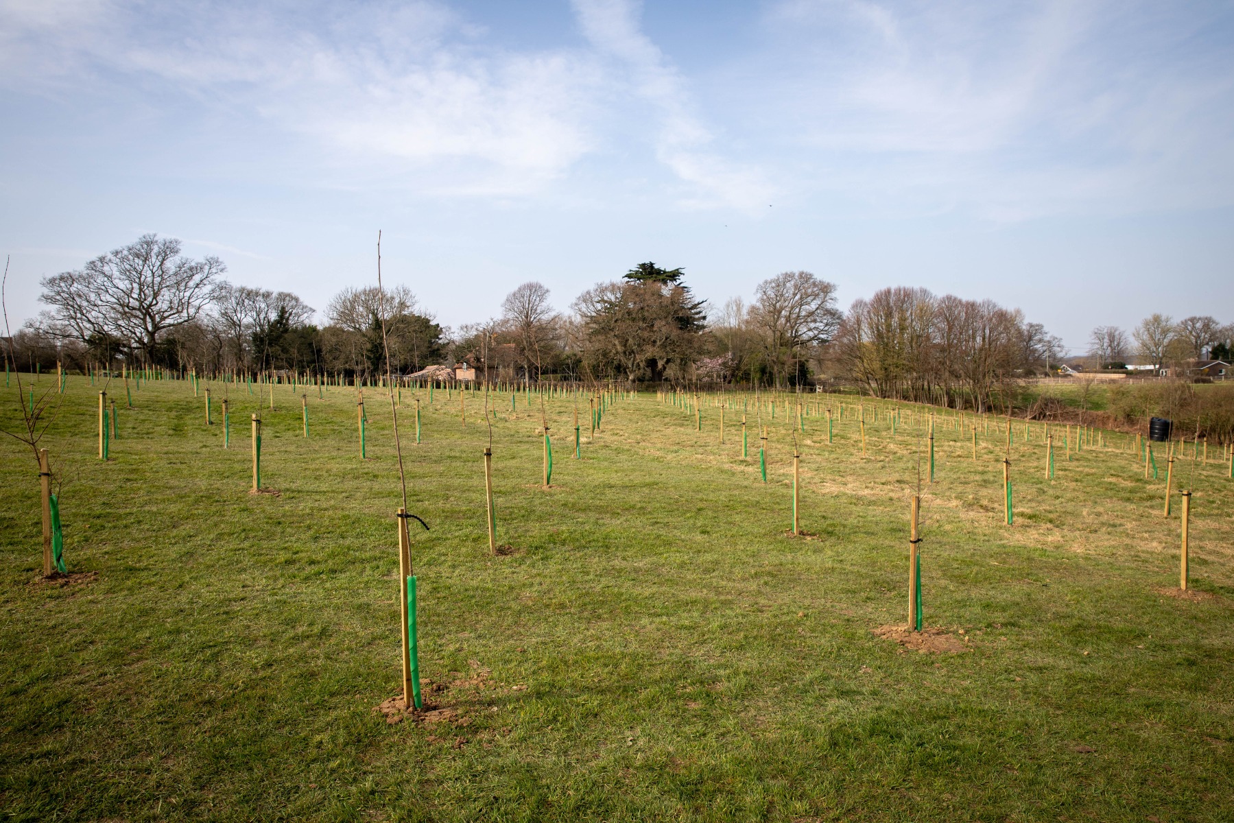 Tree planting to celebrate the Platinum Jubilee at Bede's School in East Sussex
