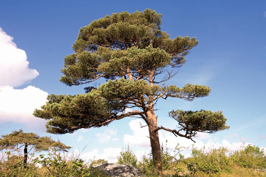 Scots pines are well suited to dry locations