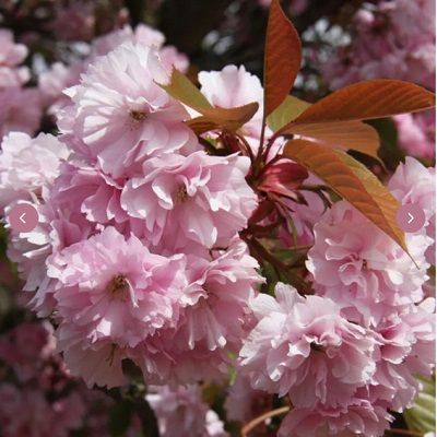 Prunus Kanzan