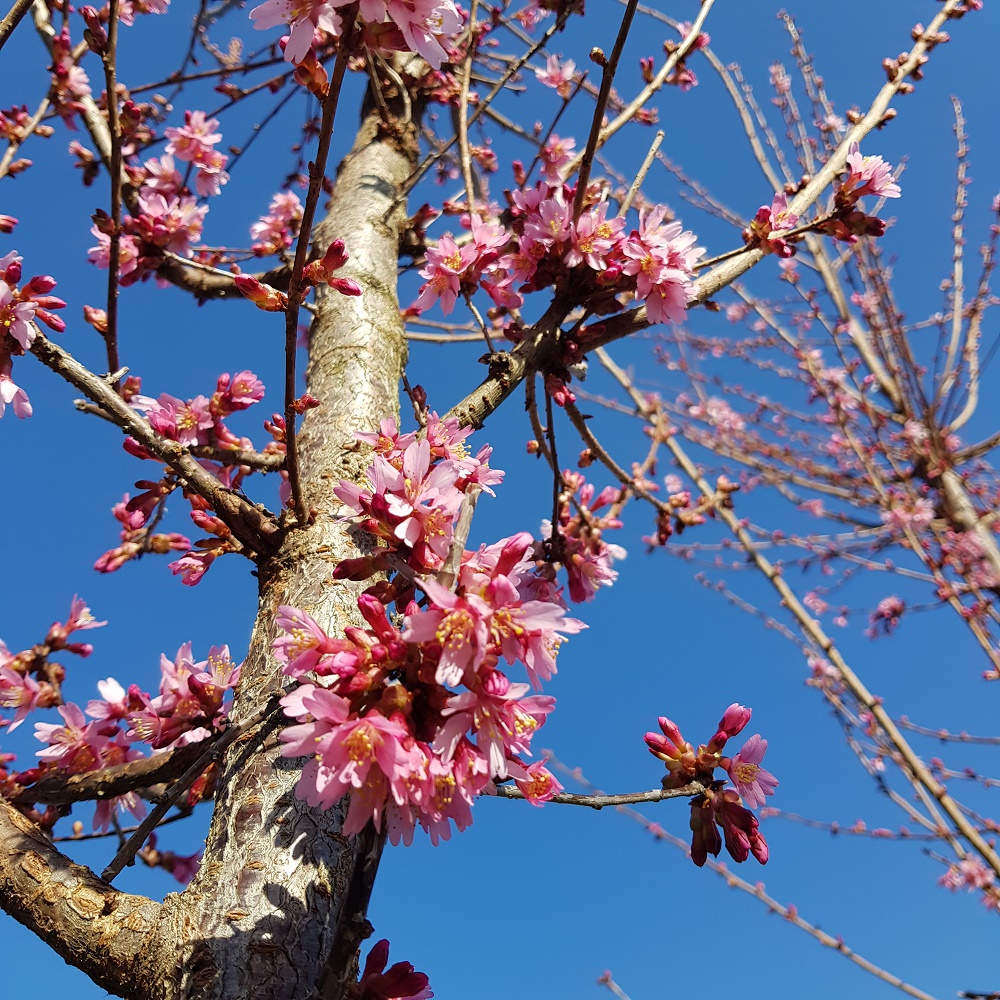 prunus Okame blossom in early spring
