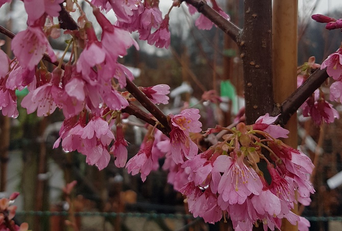 Prunus Okame