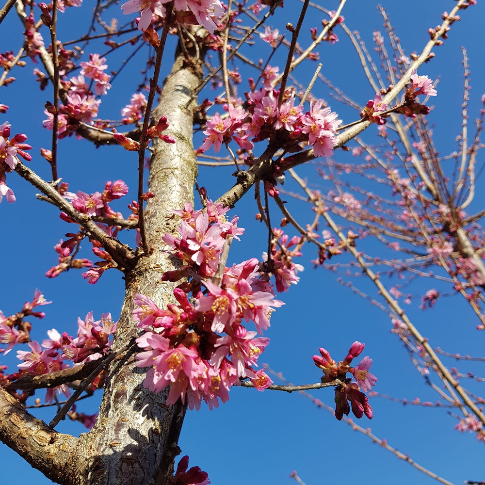 Prunus Okame