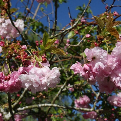 Prunus Pink Perfection