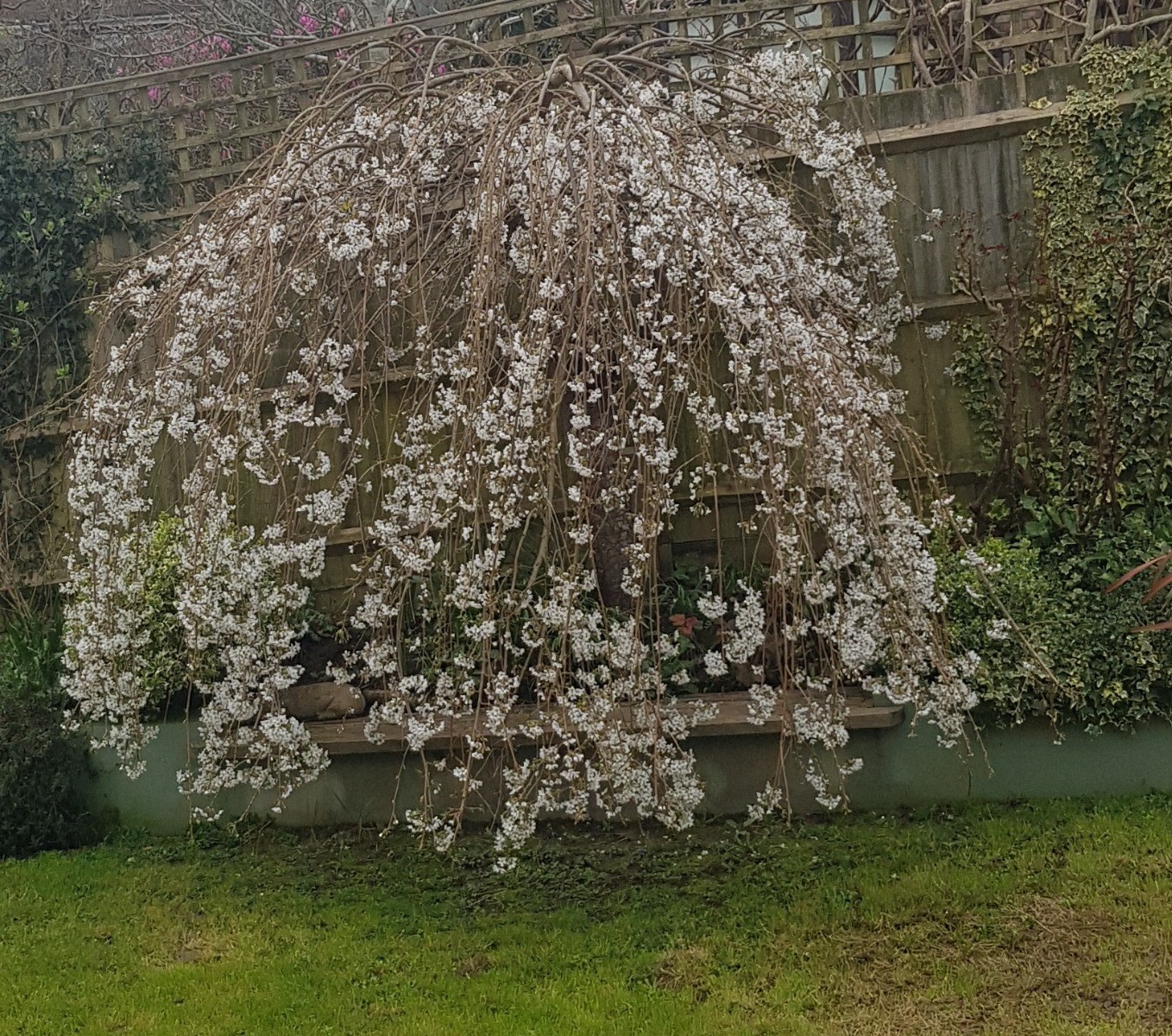 Prunus Snow Showers cherry blossom