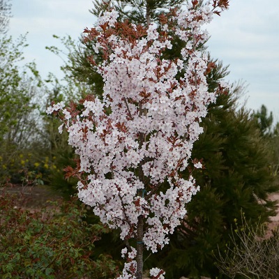 Prunus Spire