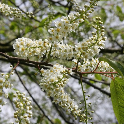 Prunus padus