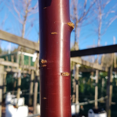 Prunus serrula, the Tibetan cherry