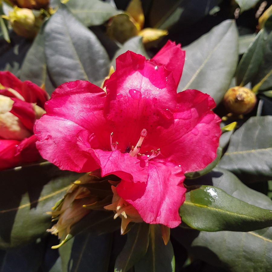 Rhododendron