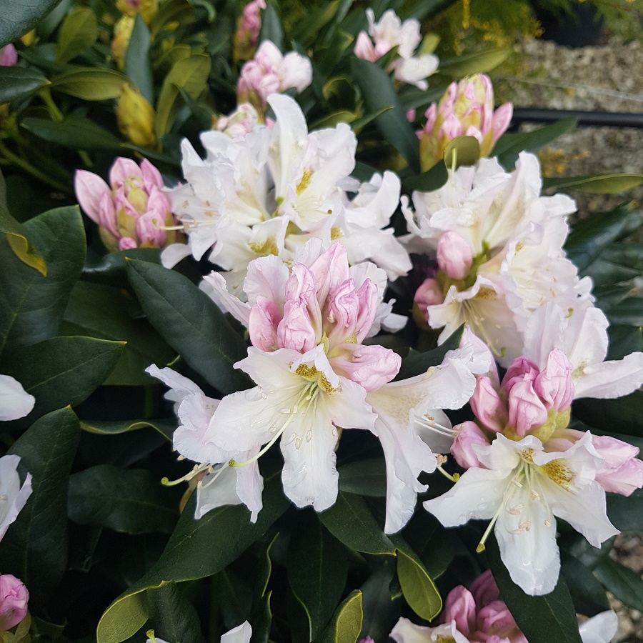 Rhododendron Cunninghams White