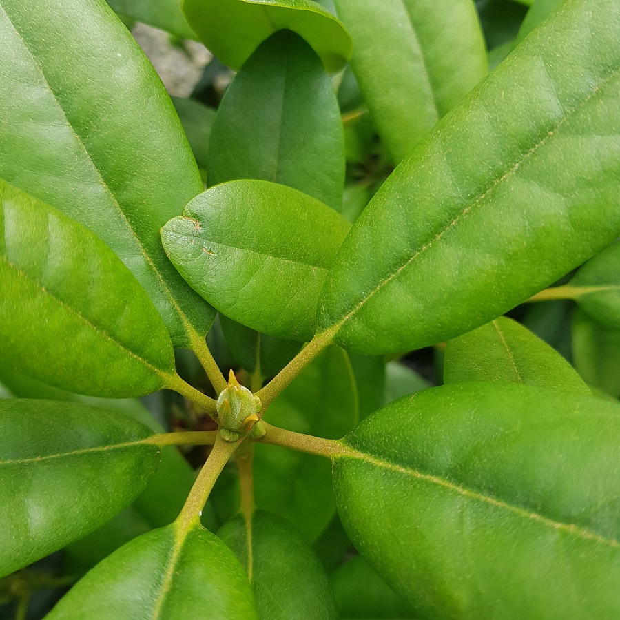 Rhododendron buds