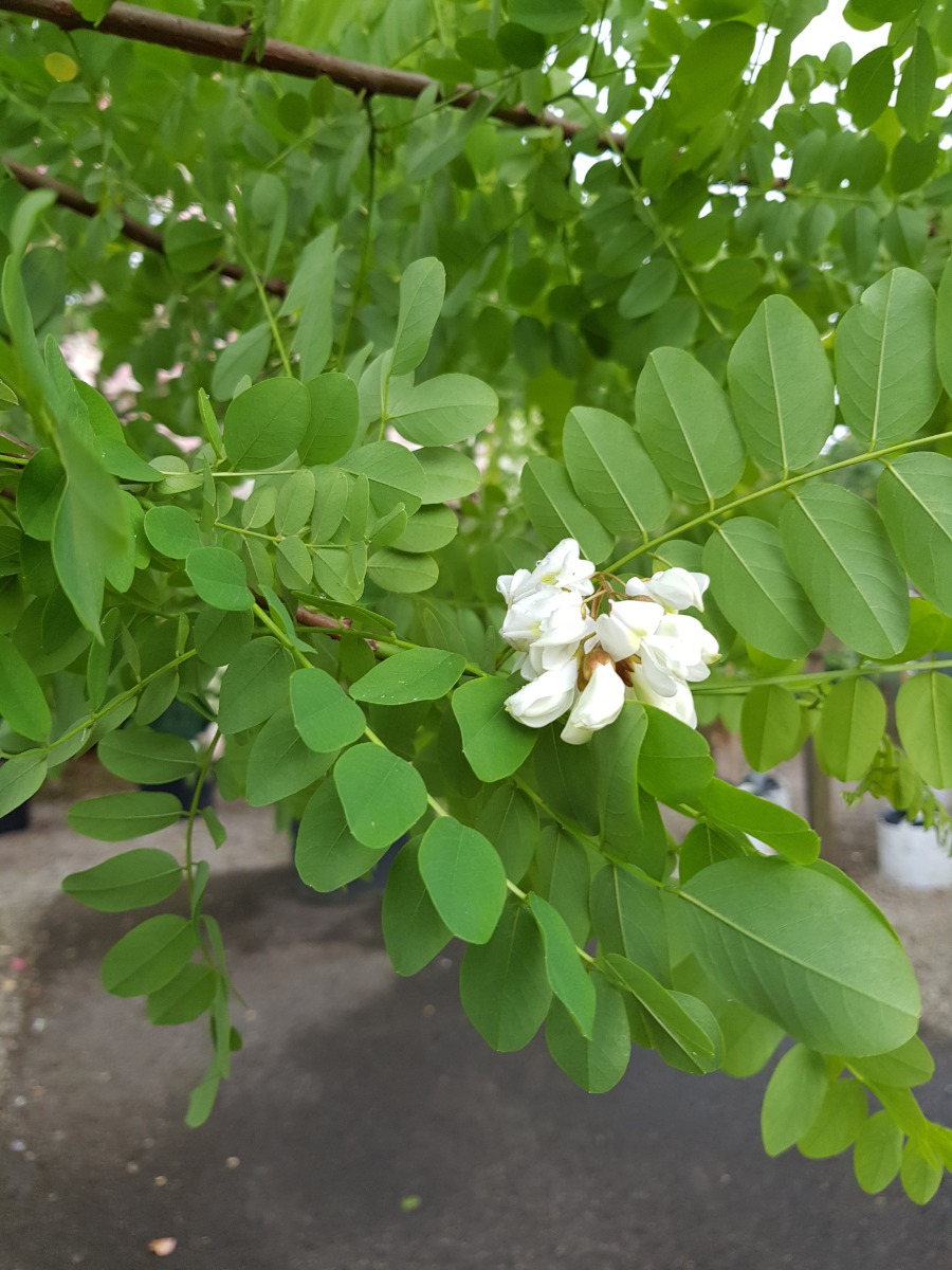 Robinia pseudoacacia bessoniana